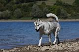 SIBERIAN HUSKY 655